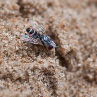 Taxigramma elegantula
